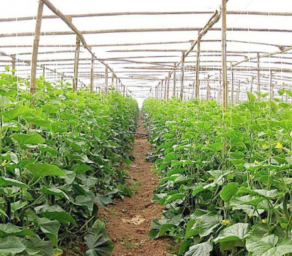 生態(tài)果蔬采摘園